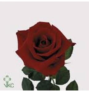 ΤΡΙΑΝΤΑΦΥΛΛΑ ΚΟΚΚΙΝΑ 60εκ.  ROSEN RED BERLIN